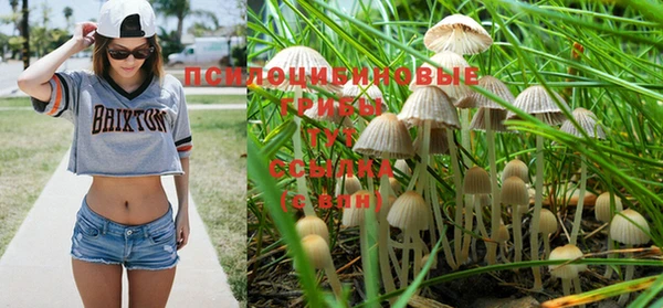 ПСИЛОЦИБИНОВЫЕ ГРИБЫ Вязьма